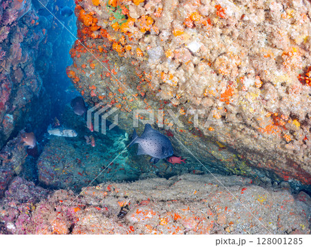 イシガキダイ、ホウライヒメジ他の群れ。ヒリゾ浜中木南伊豆町伊豆半島静岡県2024 128001285