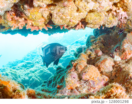 イシガキダイ、ホウライヒメジ他の群れ。ヒリゾ浜中木南伊豆町伊豆半島静岡県2024 イシガキダイ、ホウライヒメジ他の群れ。ヒリゾ浜中木南伊豆町伊豆半島静岡県2024 128001298