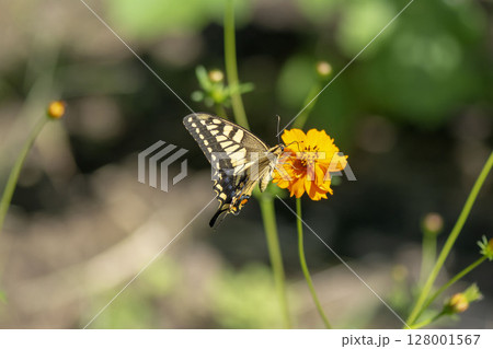 キアゲハ 128001567