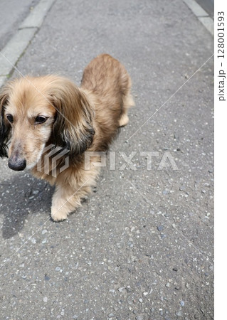 ノーリードで自宅の敷地内を歩くハイシニアのミニチュアダックス ノーリードで自宅の敷地内を歩くハイシニアのミニチュアダックス 128001593