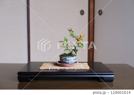 盆栽（キンズ） 128001614