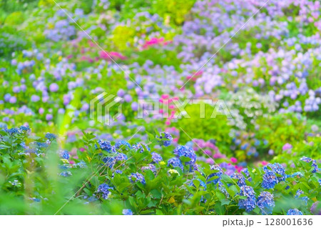 下田あじさい祭り 128001636
