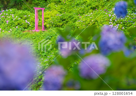 下田あじさい祭り 下田あじさい祭り 128001654