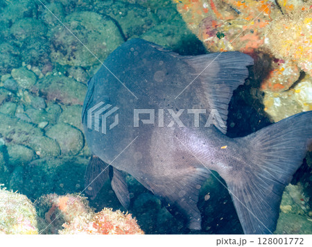イシダイ他の群れ。ヒリゾ浜中木南伊豆町伊豆半島静岡県2024 128001772