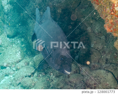 イシダイ他の群れ。ヒリゾ浜中木南伊豆町伊豆半島静岡県2024 128001773