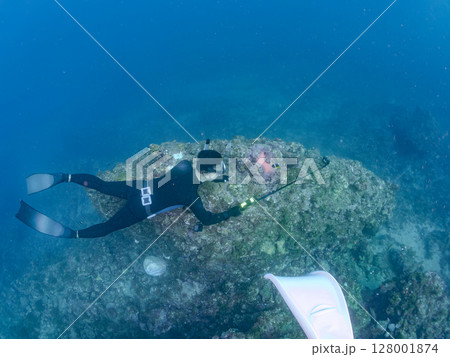 白化したイソギンチャク群生とクマノミペアとソラスズメダイ群れ他。スキンダイバーもいる。ヒリゾ浜 128001874