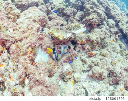 白化現象が見られるイソギンチャク畑に住む可愛いクマノミペア、ミツボシクロスズメダイ他の群れ。ヒリゾ浜 128001893