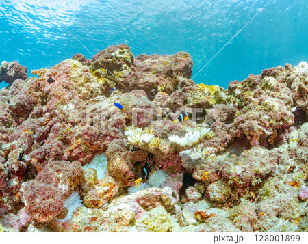 白化現象が見られるイソギンチャク畑に住む可愛いクマノミペア、ミツボシクロスズメダイ他の群れ。ヒリゾ浜 128001899