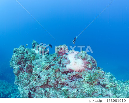 白化現象が見られるイソギンチャク畑に住む可愛いクマノミペア、ミツボシクロスズメダイ他の群れ。ヒリゾ浜 128001910