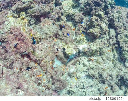 白化現象が見られるイソギンチャク畑に住む可愛いクマノミペア、ミツボシクロスズメダイ他の群れ。ヒリゾ浜 128001924