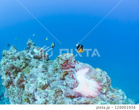 白化現象が見られるイソギンチャク畑に住む可愛いクマノミペア、ミツボシクロスズメダイ他の群れ。ヒリゾ浜 128001938