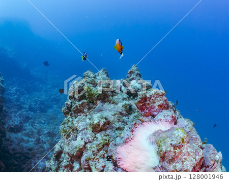 白化現象が見られるイソギンチャク畑に住む可愛いクマノミペア、ミツボシクロスズメダイ他の群れ。ヒリゾ浜 白化現象が見られるイソギンチャク畑に住む可愛いクマノミペア、ミツボシクロスズメダイ他の群れ。ヒリゾ浜 128001946
