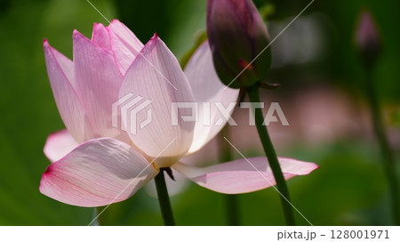 蓮の花のある風景は爽やかなナチュラル感 蓮の花のある風景は爽やかなナチュラル感 128001971