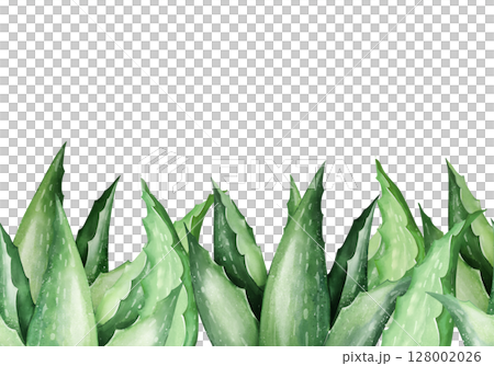Hand-Drawn Aloe Vera Leaf Seamless Border 128002026