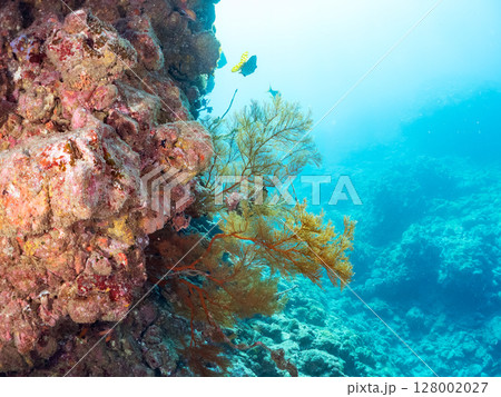 ドロップオフのキンギョハナダイ、キホシスズメダイ、ソラスズメダイ他の群れ 賀茂郡南伊豆町中木ヒリゾ浜 128002027