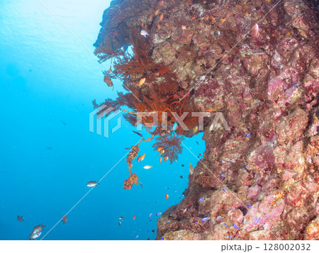 ドロップオフのキンギョハナダイ、キホシスズメダイ、ソラスズメダイ他の群れ 賀茂郡南伊豆町中木ヒリゾ浜 ドロップオフのキンギョハナダイ、キホシスズメダイ、ソラスズメダイ他の群れ 賀茂郡南伊豆町中木ヒリゾ浜 128002032