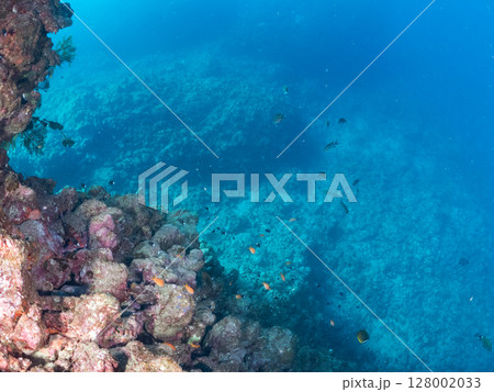 ドロップオフのキンギョハナダイ、キホシスズメダイ、ソラスズメダイ他の群れ 賀茂郡南伊豆町中木ヒリゾ浜 ドロップオフのキンギョハナダイ、キホシスズメダイ、ソラスズメダイ他の群れ 賀茂郡南伊豆町中木ヒリゾ浜 128002033