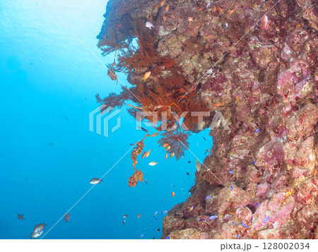 ドロップオフのキンギョハナダイ、キホシスズメダイ、ソラスズメダイ他の群れ 賀茂郡南伊豆町中木ヒリゾ浜 128002034