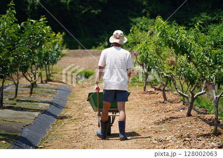 Back View of Farmer with Wheelbarrow in Orchard on Sunny Day 128002063