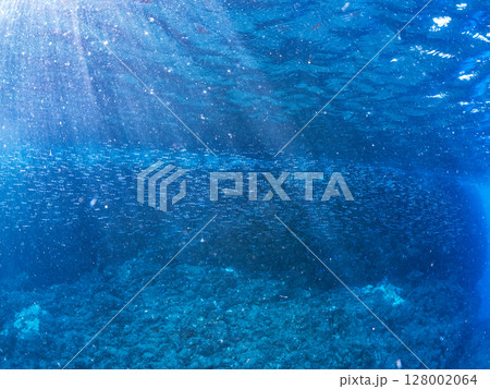 美しいキビナゴ(ニシン科)他の大群。ヒリゾ浜中木南伊豆町伊豆半島静岡県2024 美しいキビナゴ(ニシン科)他の大群。ヒリゾ浜中木南伊豆町伊豆半島静岡県2024 128002064