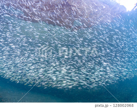 美しいキビナゴ（ニシン科）他の大群。ヒリゾ浜中木南伊豆町伊豆半島静岡県2024 128002068