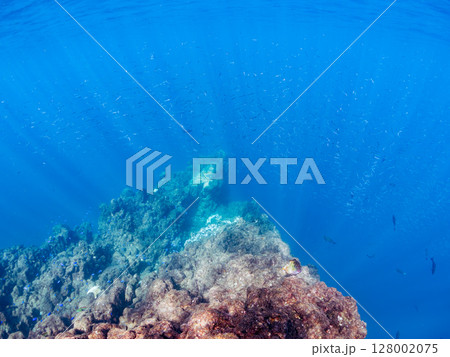 美しいキビナゴ（ニシン科）他の大群。ヒリゾ浜中木南伊豆町伊豆半島静岡県2024 128002075