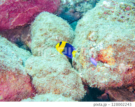 可愛いソメワケヤッコの幼魚他。ソラスズメダイ他の群れ。 ヒリゾ浜中木南伊豆町伊豆半島静岡県2024 可愛いソメワケヤッコの幼魚他。ソラスズメダイ他の群れ。 ヒリゾ浜中木南伊豆町伊豆半島静岡県2024 128002243
