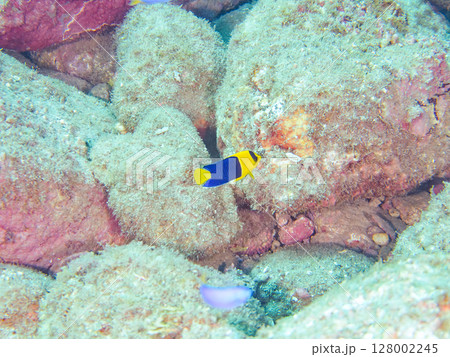 可愛いソメワケヤッコの幼魚他。ソラスズメダイ他の群れ。 ヒリゾ浜中木南伊豆町伊豆半島静岡県2024 128002245