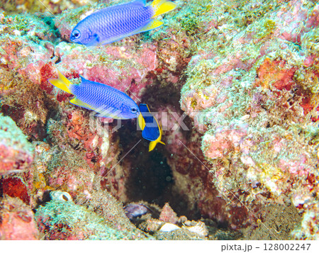 可愛いソメワケヤッコの幼魚他。ソラスズメダイ他の群れ。 ヒリゾ浜中木南伊豆町伊豆半島静岡県2024 128002247