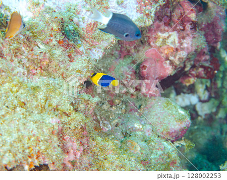 可愛いソメワケヤッコの幼魚他。ソラスズメダイ他の群れ。 ヒリゾ浜中木南伊豆町伊豆半島静岡県2024 128002253
