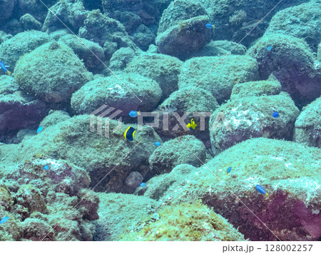 可愛いソメワケヤッコの幼魚他。ソラスズメダイ他の群れ。 ヒリゾ浜中木南伊豆町伊豆半島静岡県2024 128002257