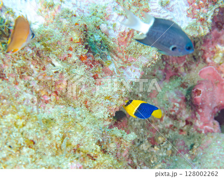 可愛いソメワケヤッコの幼魚他。ソラスズメダイ他の群れ。 ヒリゾ浜中木南伊豆町伊豆半島静岡県2024 可愛いソメワケヤッコの幼魚他。ソラスズメダイ他の群れ。 ヒリゾ浜中木南伊豆町伊豆半島静岡県2024 128002262