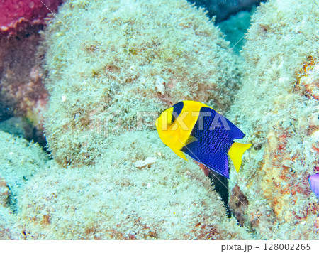 可愛いソメワケヤッコの幼魚他。ソラスズメダイ他の群れ。 ヒリゾ浜中木南伊豆町伊豆半島静岡県2024 128002265