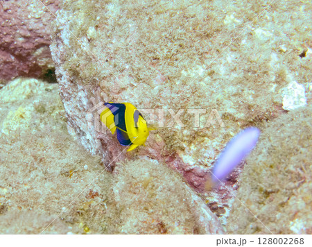 可愛いソメワケヤッコの幼魚他。ソラスズメダイ他の群れ。 ヒリゾ浜中木南伊豆町伊豆半島静岡県2024 128002268