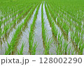 田んぼ 128002290