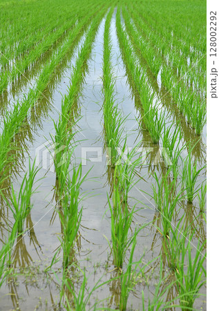 田んぼ 128002292