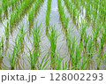 田んぼ 128002293