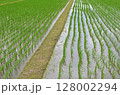田んぼ 128002294