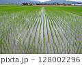 田んぼ 128002296