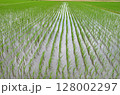 田んぼ 128002297
