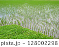 田んぼ 128002298