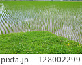 田んぼ 128002299