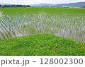 田んぼ 128002300