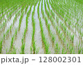 田んぼ 128002301