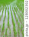 田んぼ 128002302