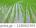 田んぼ 128002303