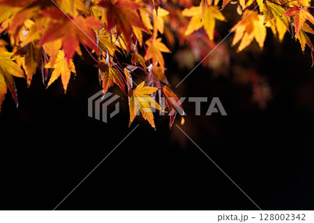 【紅葉素材】黒バックで撮影する紅葉したもみじの葉【長野県】 128002342