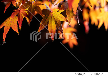 【紅葉素材】黒バックで撮影する紅葉したもみじの葉【長野県】 128002348