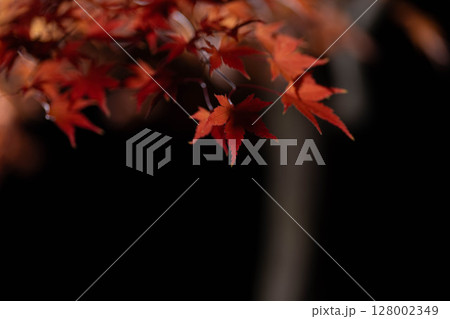 【紅葉素材】黒バックで撮影する紅葉したもみじの葉【長野県】 128002349