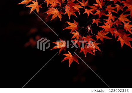 【紅葉素材】黒バックで撮影する紅葉したもみじの葉【長野県】 【紅葉素材】黒バックで撮影する紅葉したもみじの葉【長野県】 128002358